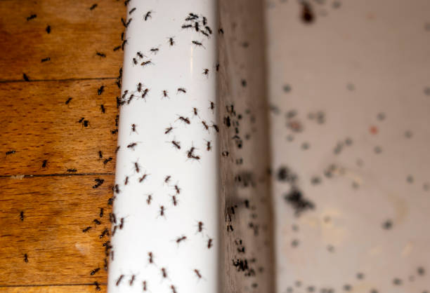 Best Best Pest Control Companies  in Blackwells Mills, NJ