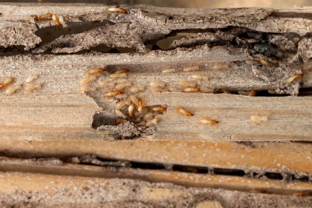 Best Exterminator Services  in Blackwells Mills, NJ